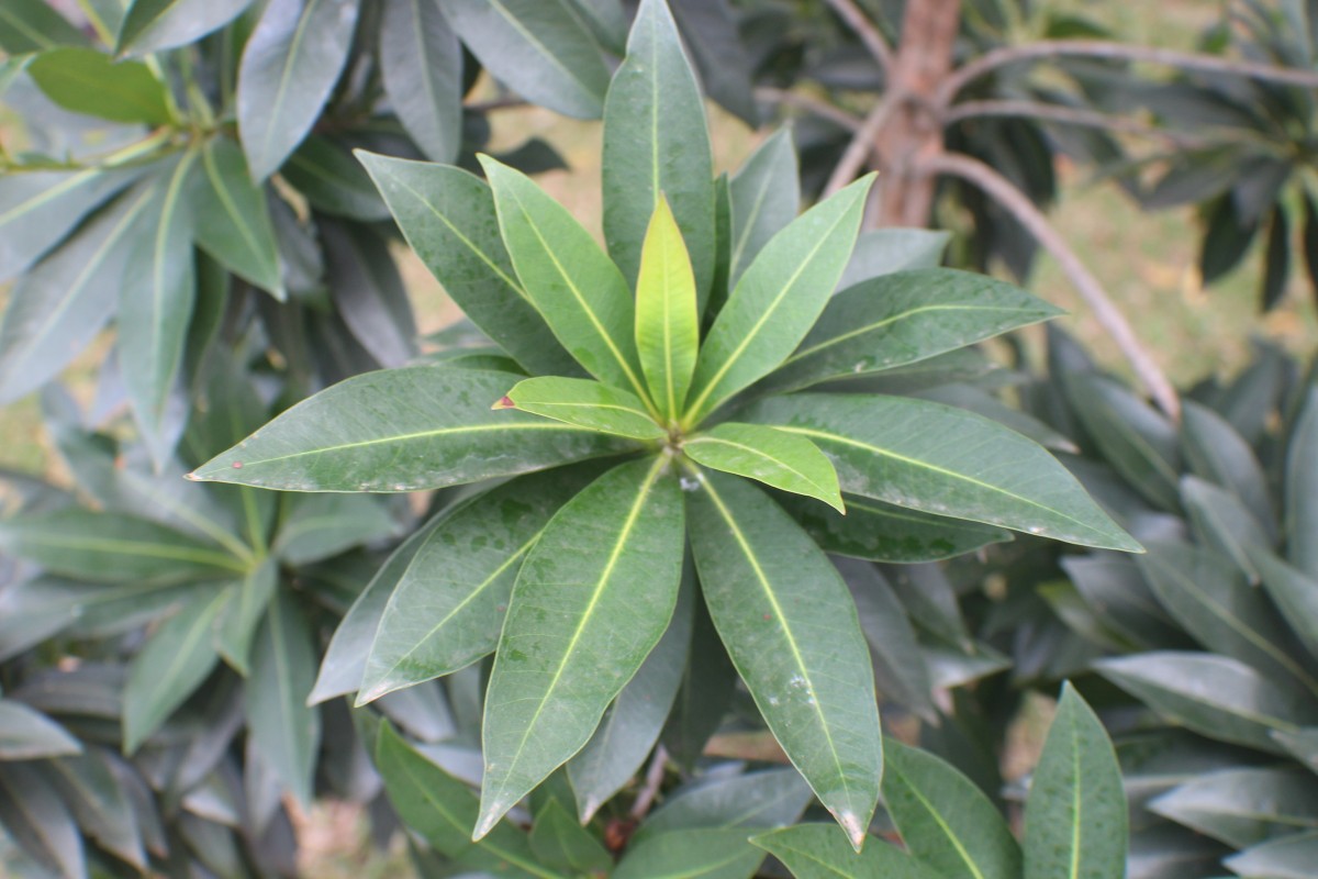 Xanthostemon verticillatus (C.T.White & W.D.Francis) L.S.Sm.